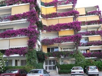 Аренда апартаментов Торремолинос Torremolinos - Апартаменты в аренду Торремолинос Torremolinos Пляж Ла Кариуэла La Carihuela Фотографии 