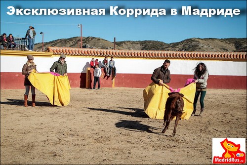 ВИП VIP услуги в Мадриде - Эксклюзивная коррида, посещение фермы , где выращивают боевых быков 